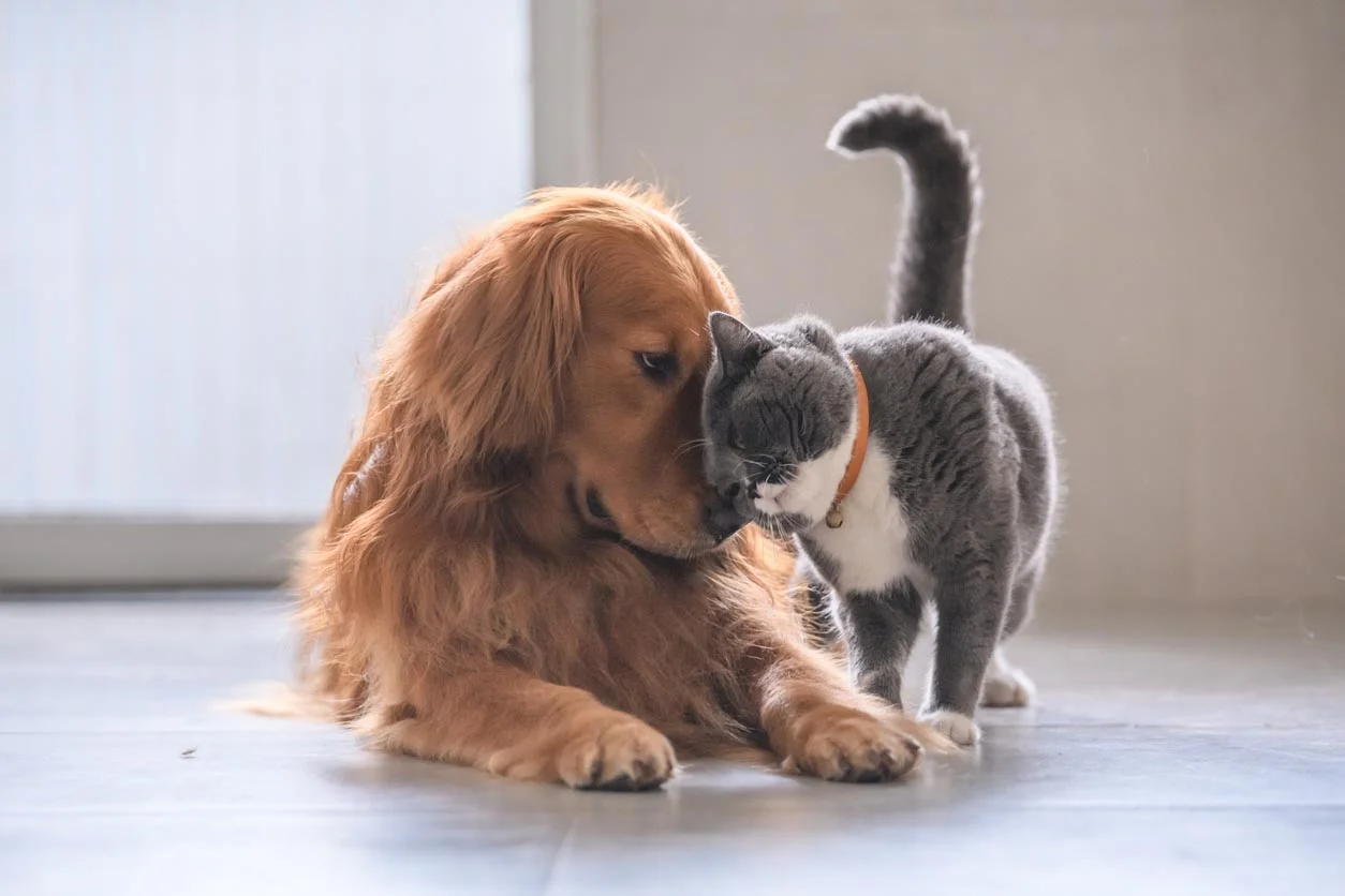 Chien et chat dormant ensemble